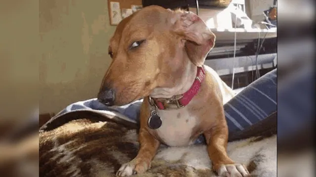 Side Eye Dog meme card