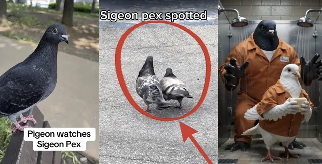 Sigeon Pex meme card