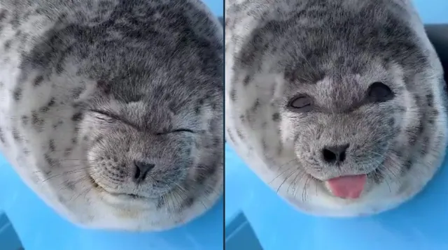 Carte meme Silly Baby Seal With Tongue Out / Ponsuke-kun