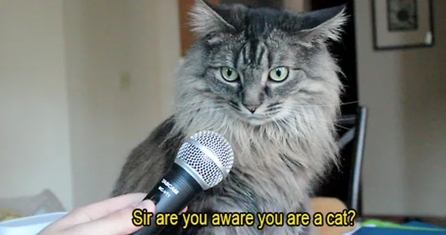 Sir Are You Aware You Are A Cat? meme card
