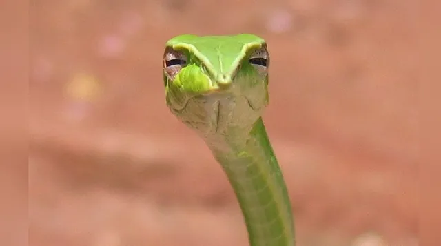 Skeptical Snake meme card