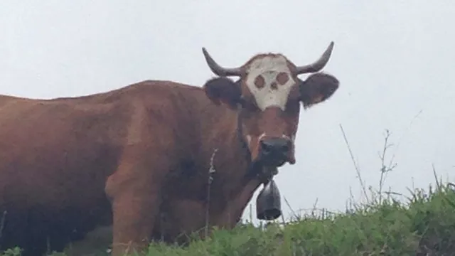Carte meme Skull Cow Isn’t Real, It Can’t Hurt You
