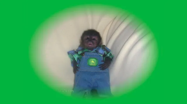 Small Monkey In John Deere Overalls meme card