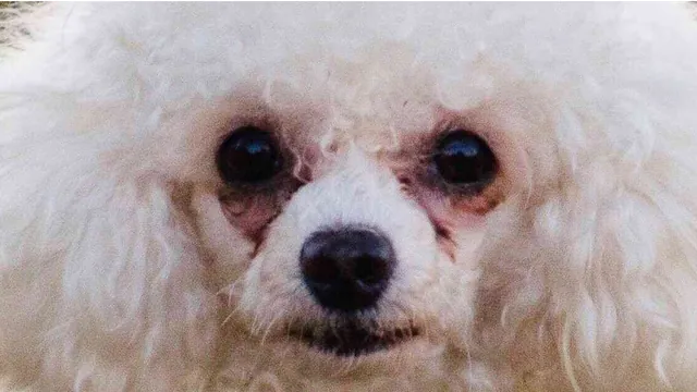 Small White Dogs With Crusty Eyes meme card