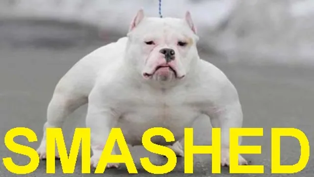Carte meme Smashed and Slammed (Bullies)