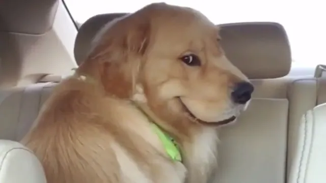 Carte meme Smiling Dog / Evil Dog in Backseat