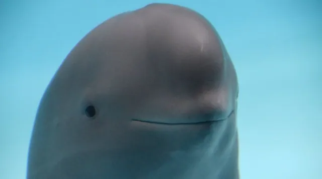 Carte meme Smiling Dolphin
