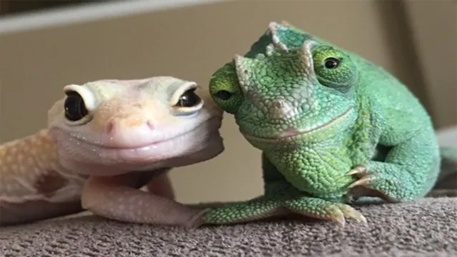 Smiling Lizard Couple meme card
