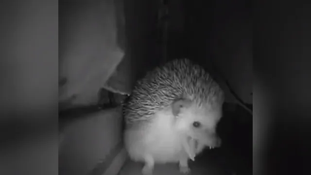 Sneezing Hedgehog / I Saved You From Cringe meme card