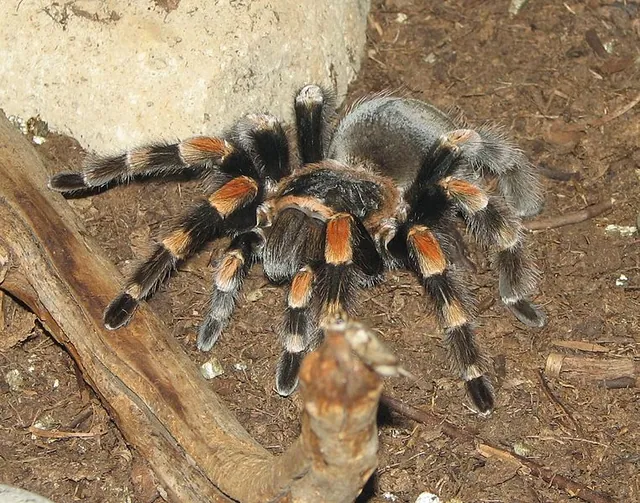 Spiders meme card