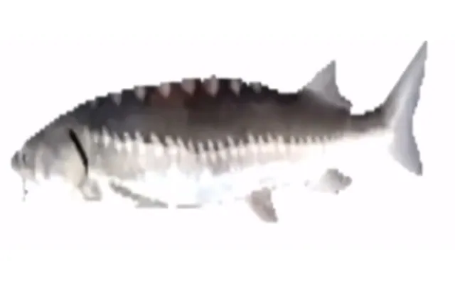 Spinning Fish meme card