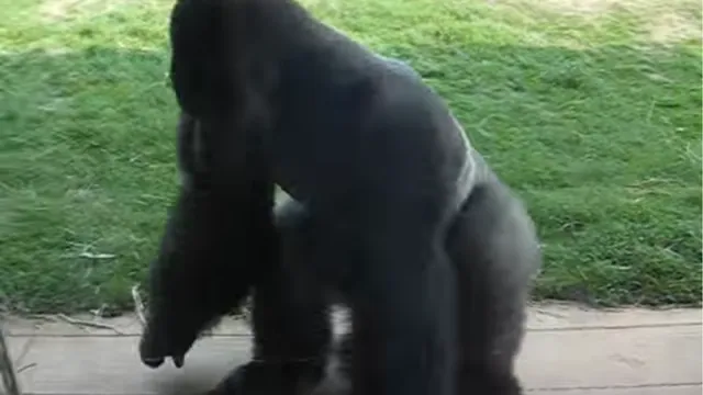 Carte meme Spinning Gorilla