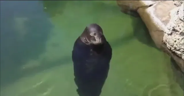 Spinning Seal meme card
