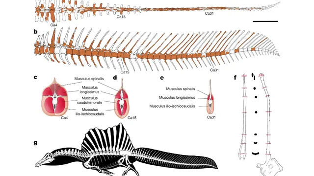 Carte meme Spinosaurus Tail