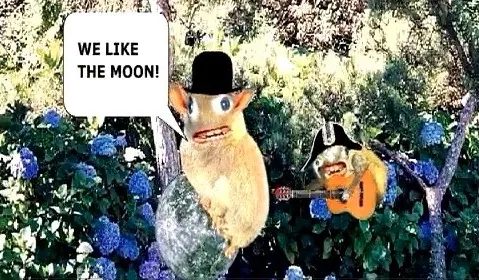 Carte meme Spongmonkeys