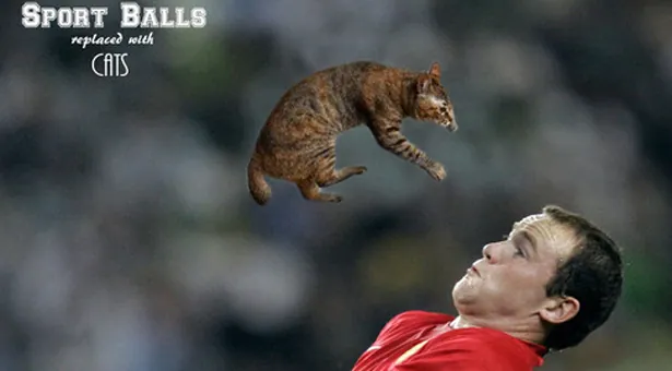 Sports Balls Replaced With Cats meme card