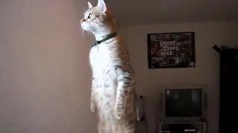 Standing Cat meme card