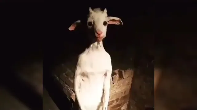 Standing Goat meme card