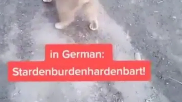 Carte meme Stardenburdenhardenbart