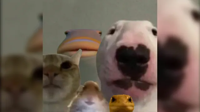 Staring Animals meme card