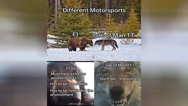 Carte meme Staring Bear and Wolf
