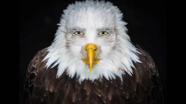 Staring Eagle / Marvin Beak meme card