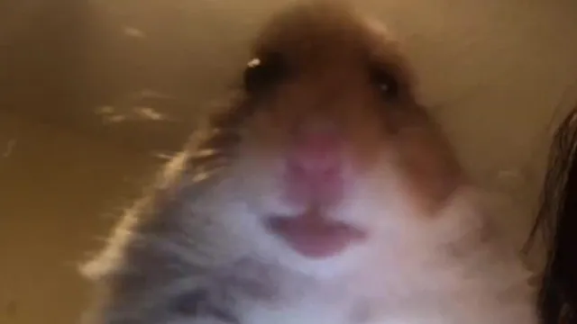 Staring Hamster meme card