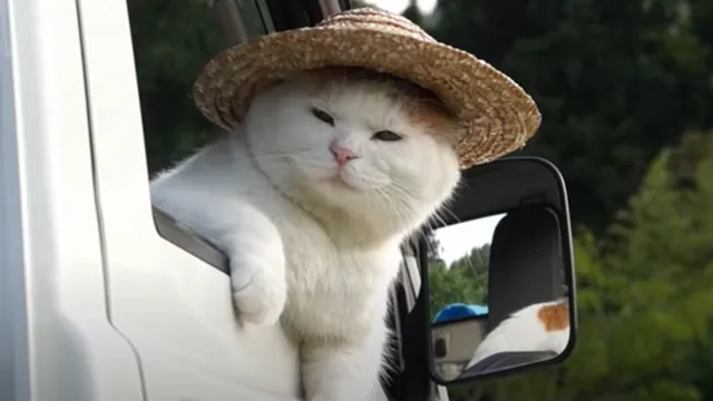 Straw Hat Cat meme card