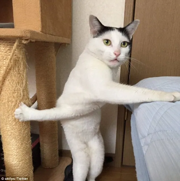 Carte meme Stuck Cat