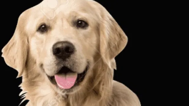 Sunkist the Perfect Dog meme card