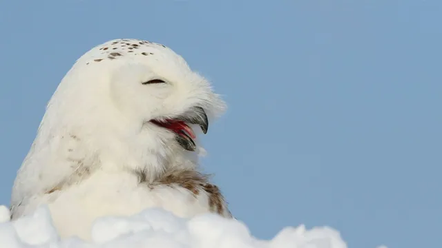 Carte meme Superb Owl