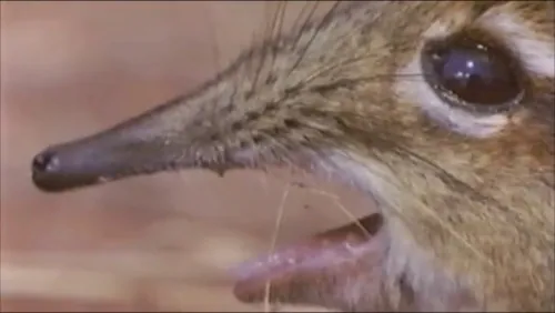 Carte meme Take A Closer Look At That Snout