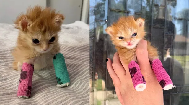 Carte meme Tater Tot the Kitten