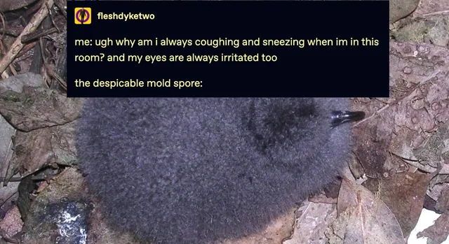 The Despicable Mold Spore meme card