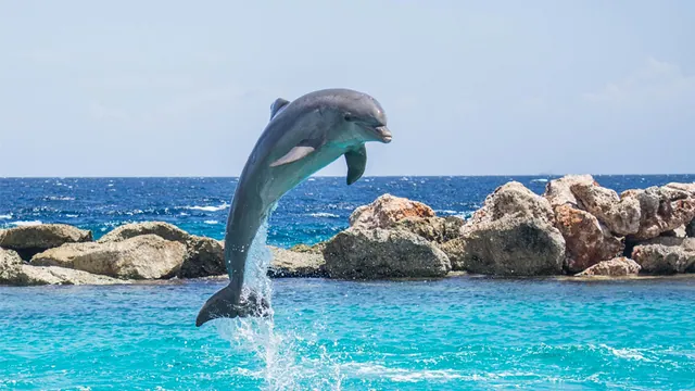 The Dolphins Have Returned to Italy / Nature Is Healing meme card