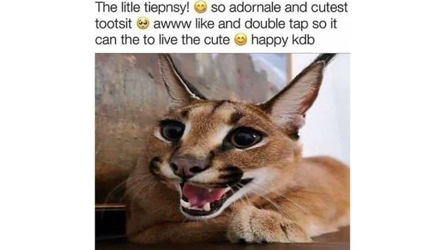 Carte meme The Litle Tiepnsy!