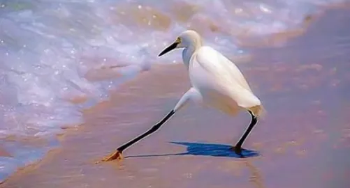 The Razzle Dazzle Bird meme card