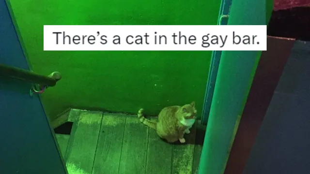 There's a Cat In the Gay Bar meme card