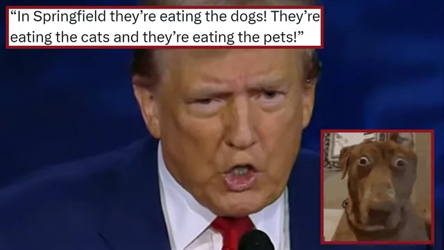 Carte meme They’re Eating the Dogs