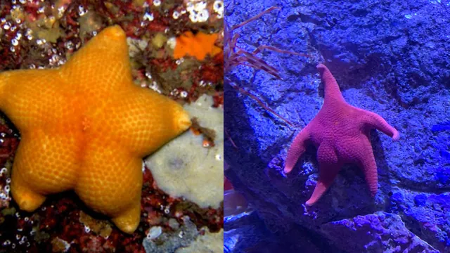 Thicc Starfish meme card