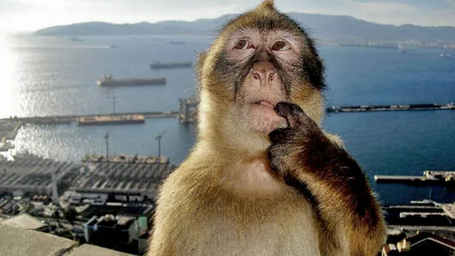 Thinking Monkey meme card