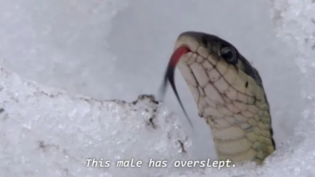 This Male Has Overslept meme card