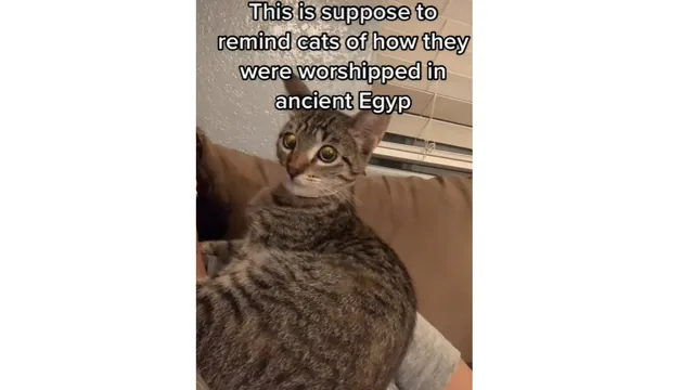 This Sound Reminds Cats They Were Worshipped In Ancient Egypt meme card
