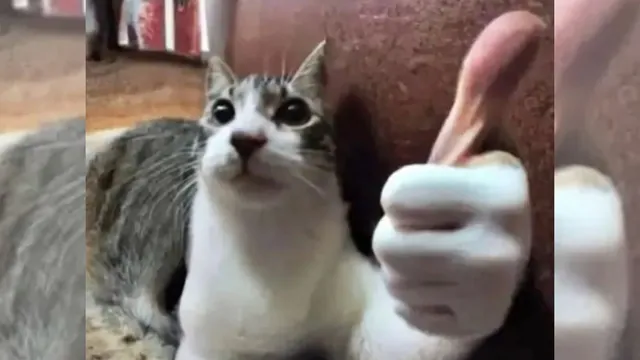 Thumbs Up Cat meme card