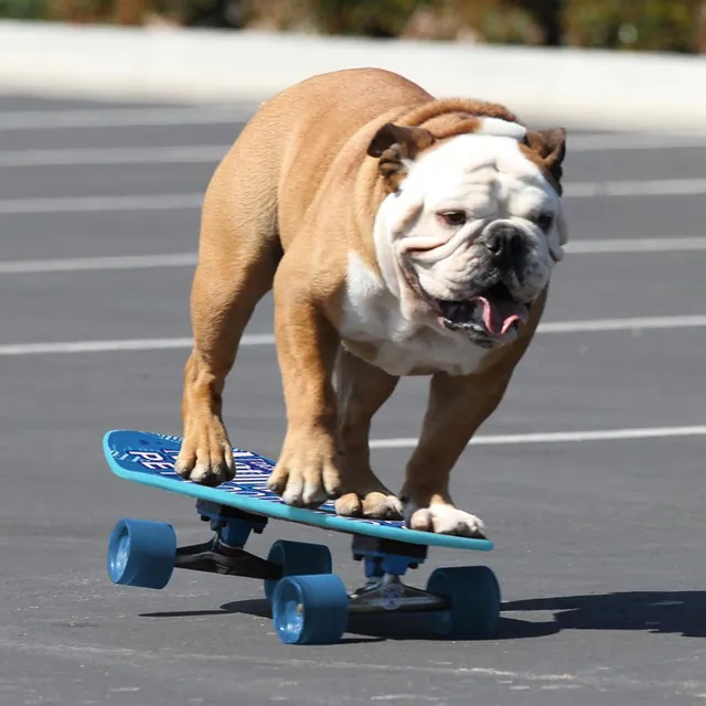 Carte meme Tillman the Skateboarding Bulldog