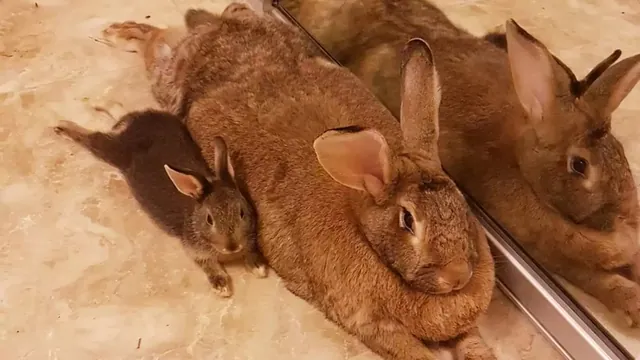 Carte meme Tiny Rabbit Is Obsessed With Giant Girlfriend
