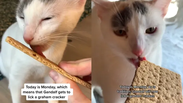 Carte meme Today Is Monday, Which Means That Gandalf Gets To Lick a Graham Cracker