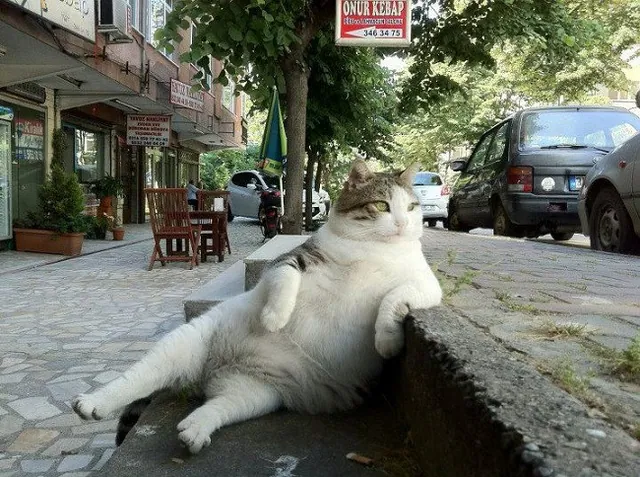 Tombili / Chill Cat meme card