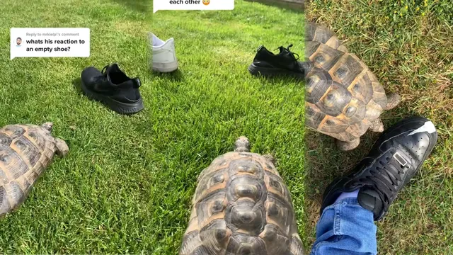 Tommy Shellby / Tortoise vs. Shoes meme card