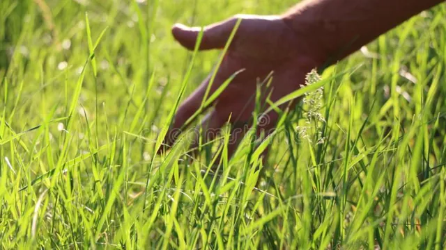 Touch Grass meme card
